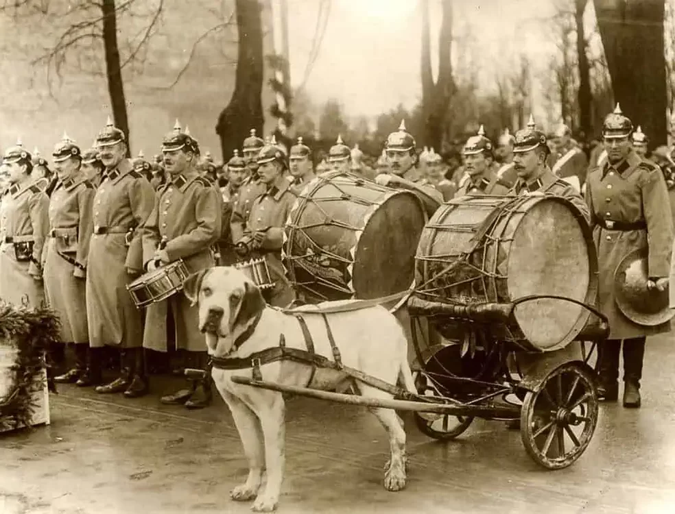 zughund-1912-deutsche-militaerkapelle-koenigsberg.webp